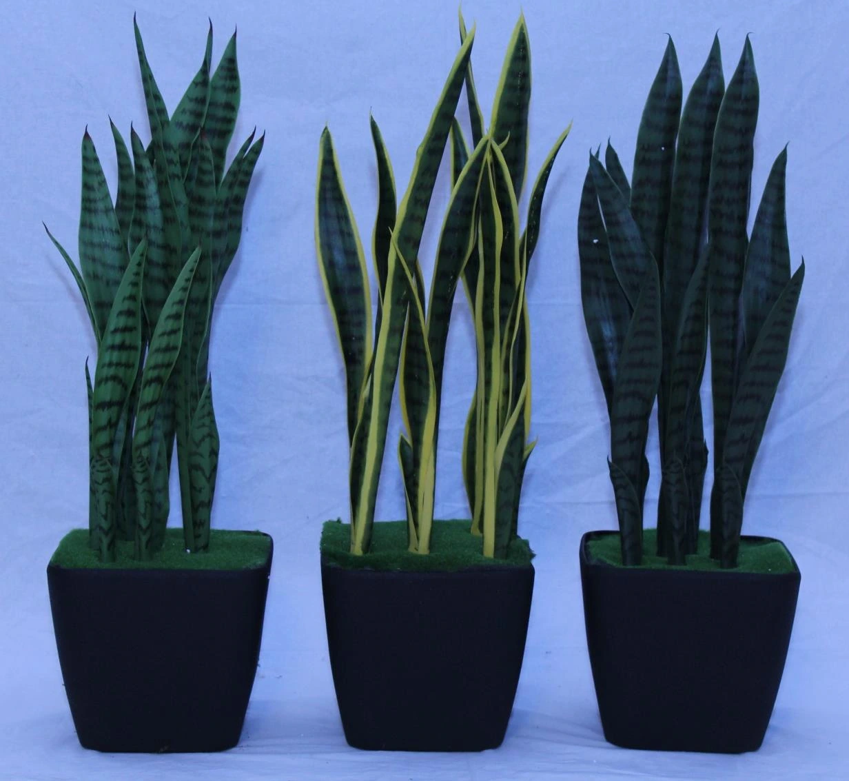Sansewieria trifasciata-H 2.5FT